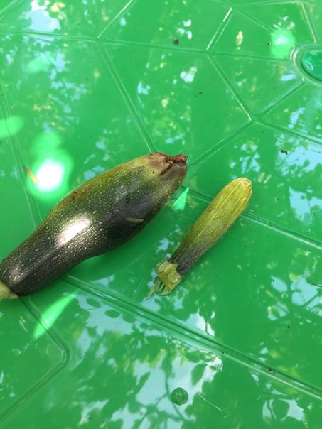 Почему гниют кабачки и что с ними делать