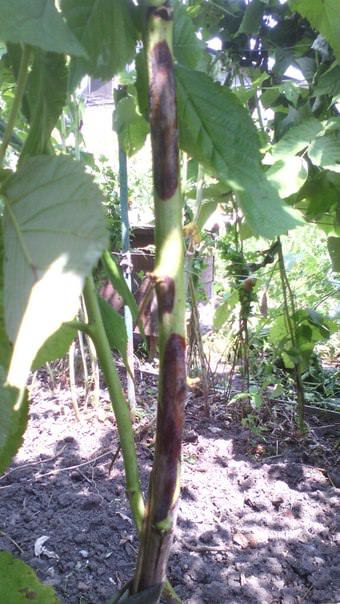 Чем помочь малине