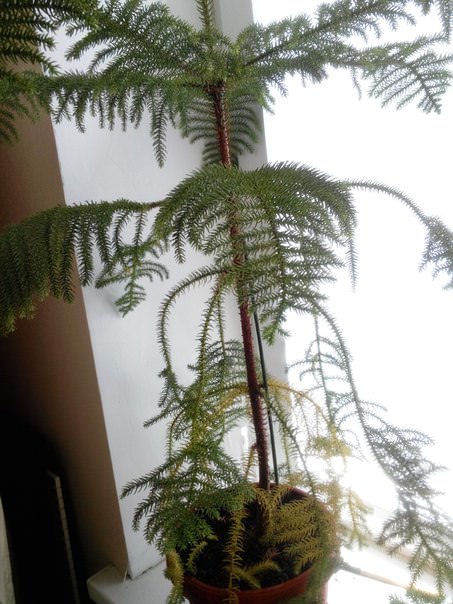 Отрастет ли у араукарии хвоя при должном уходе