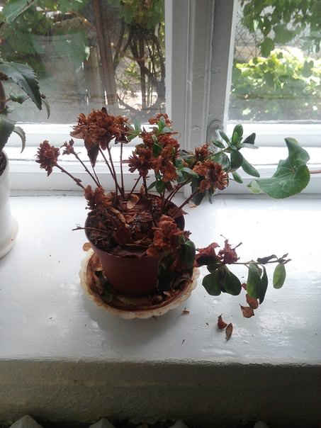 Что с азалией