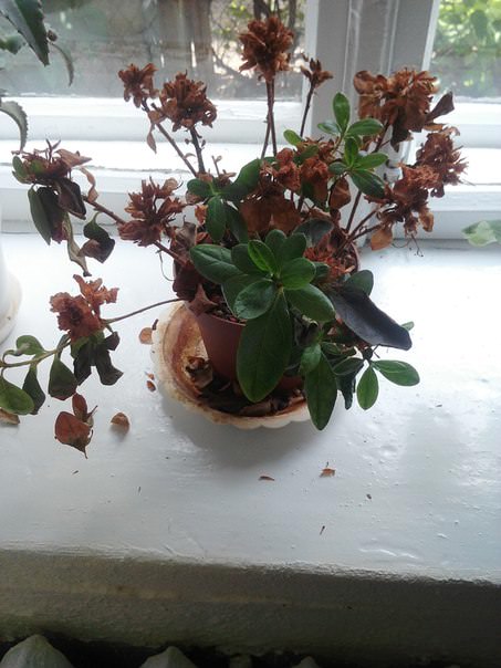 Что с азалией