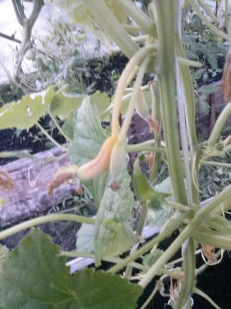 Почему желтеют огурцы