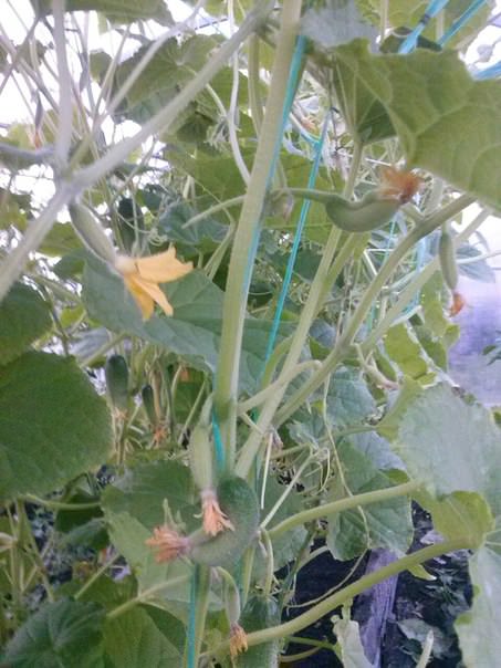 Почему желтеют огурцы