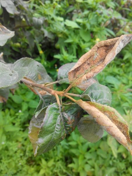 Почему листья на яблоне стали коричневыми