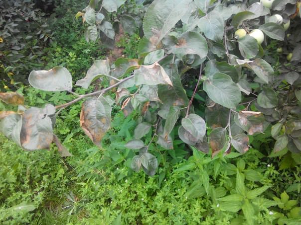 Почему листья на яблоне стали коричневыми