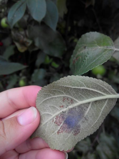 Почему листья на яблоне стали коричневыми