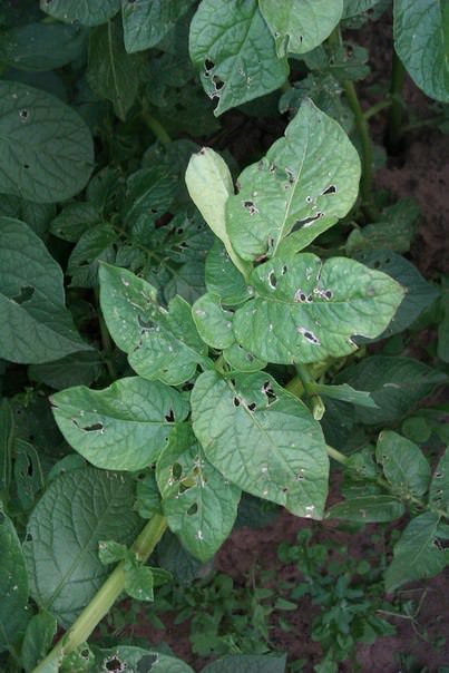 Что за вредитель ест картошку и капусту