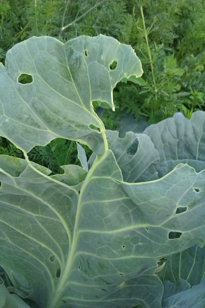 Что за вредитель ест картошку и капусту