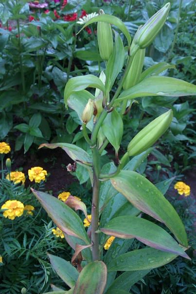 Что за вредитель ест картошку и капусту