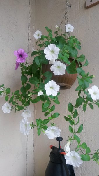 Можно ли оставить в квартире на зиму петунии