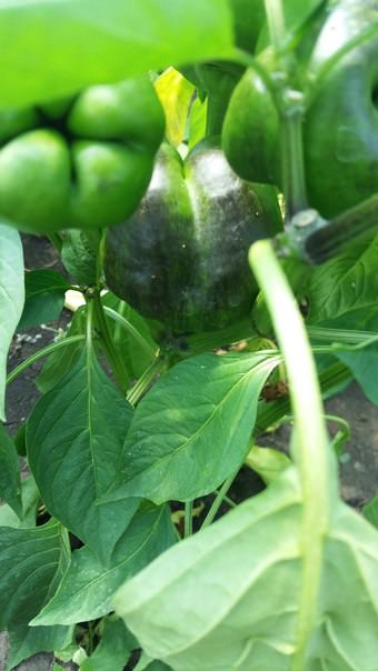 Почему перцы чернеют и гниют