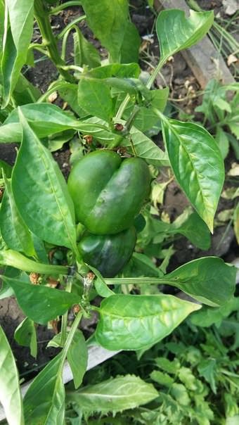 Почему перцы чернеют и гниют