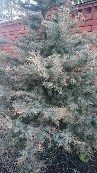 Почему сохнут и опадают иголки у елей