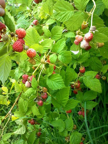 Что с ягодами ремонтантной малины