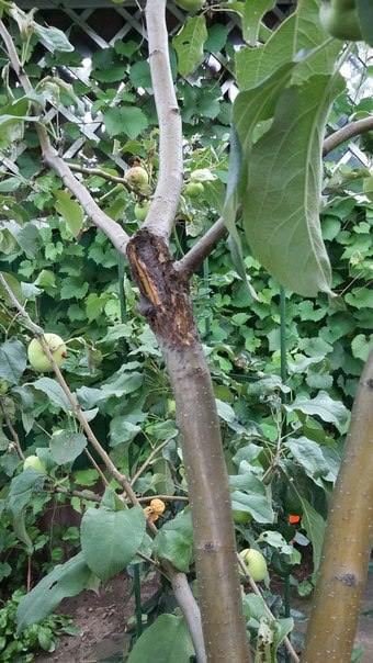 Что с яблоней и как это лечить