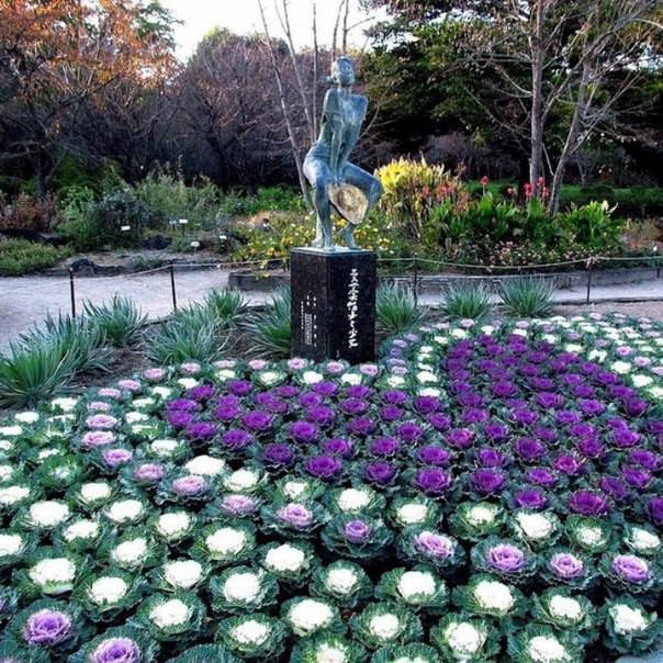 Когда сеять декоративную капусту на рассаду