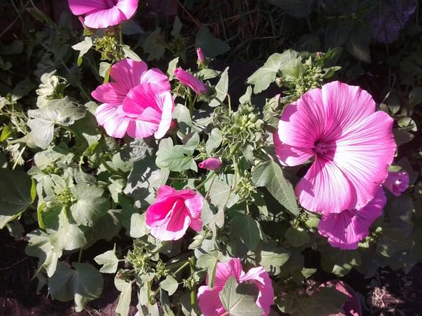 Кто может подъедать корни лаватеры