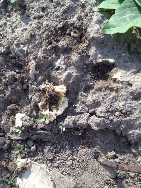 Что это появилось на грядке и опасно ли это