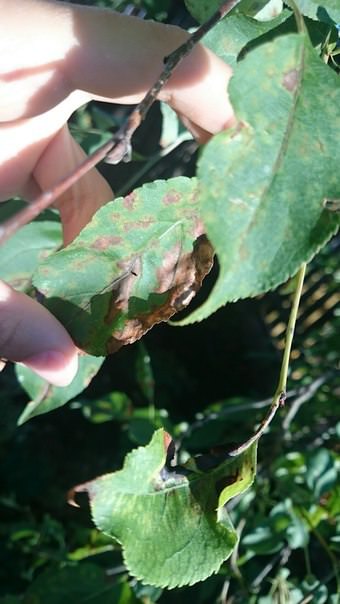 Чем болеет ранетка и как это лечить