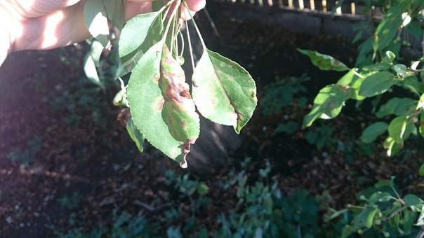 Чем болеет ранетка и как это лечить