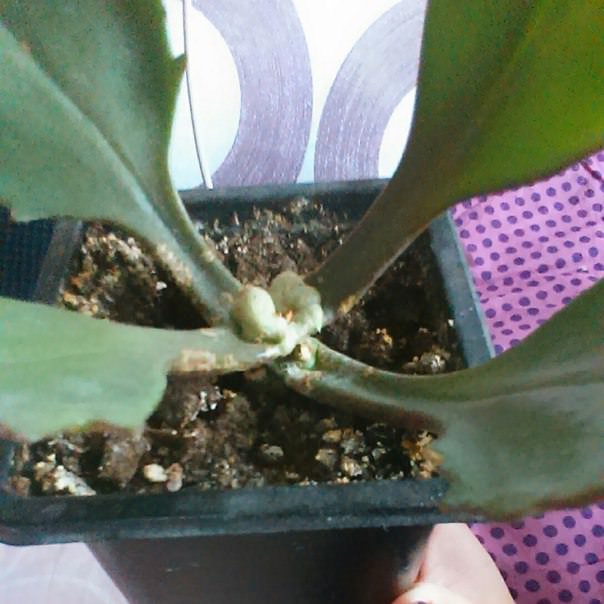 Выживет ли каланхоэ