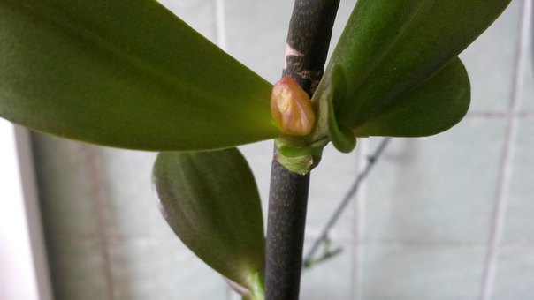 Что это появилось на детке орхидеи