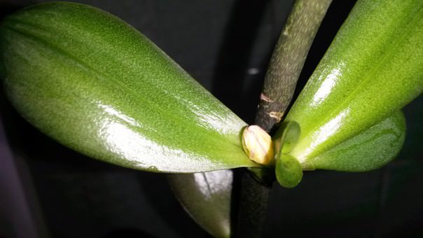 Что это появилось на детке орхидеи