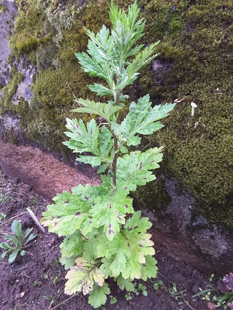Почему желтеют листья у растения