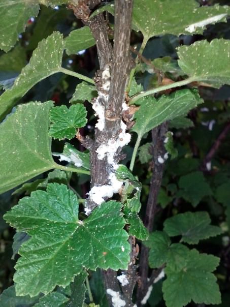 Что это на красной смородине