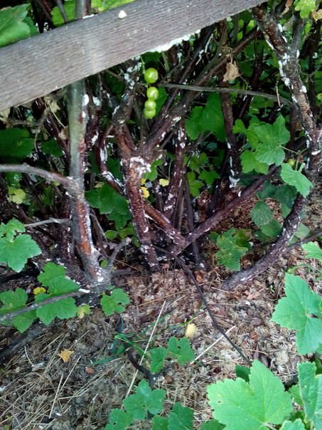 Что это на красной смородине