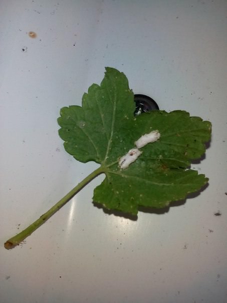 Что это на красной смородине