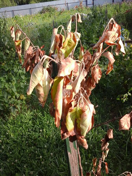 Почему у яблони коричневеют листья