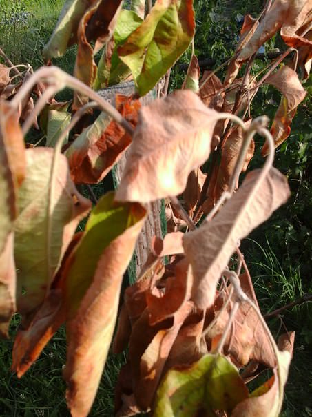 Почему у яблони коричневеют листья