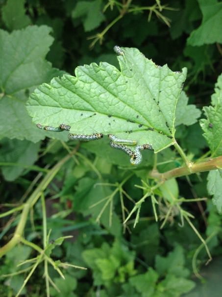 Чем можно обработать растения от гусениц