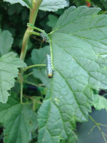 Чем можно обработать растения от гусениц