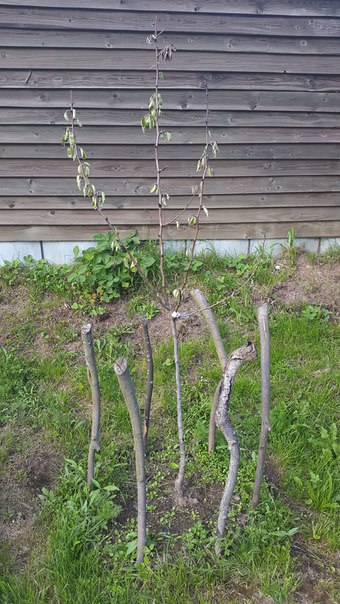 Почему у груши вянут листья