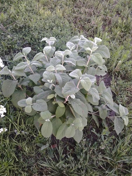 Почему клубника останавливается в росте после завязывания плодов