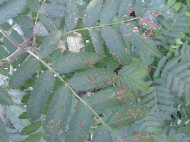 Как лечить рябину