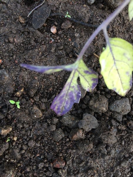 Что за вредитель ест редис и капусту