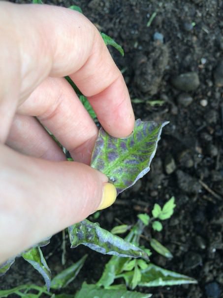 Что за вредитель ест редис и капусту