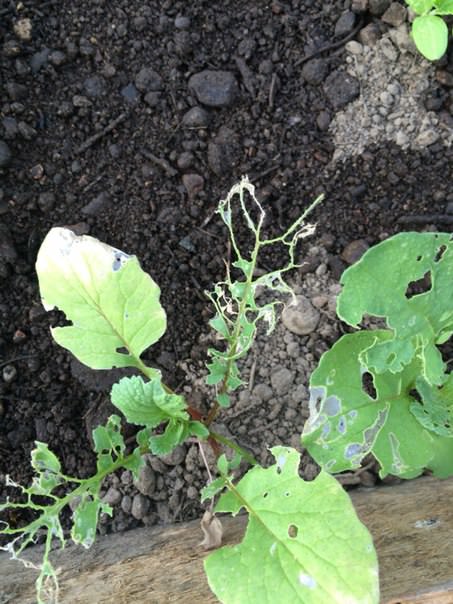 Что за вредитель ест редис и капусту