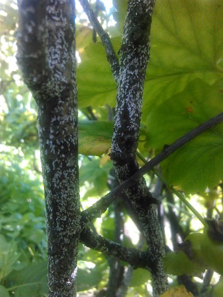 Что с черной смородиной