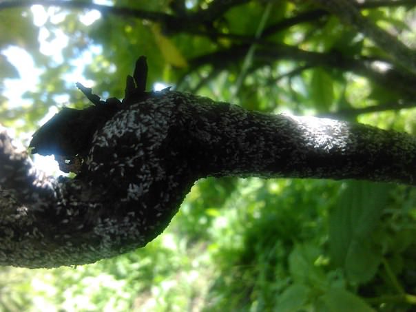 Что с черной смородиной