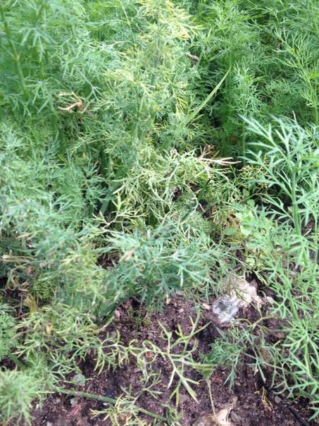 Почему закручивается и сохнет укроп