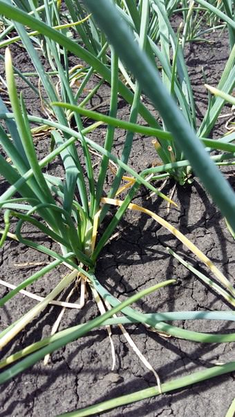 Почему желтеет чеснок и лук