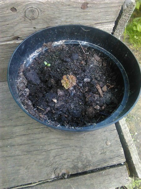 Что делать, если бегония не растет