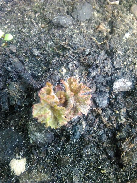 Что делать, если бегония не растет