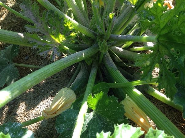 Почему закрылись цветки цуккини