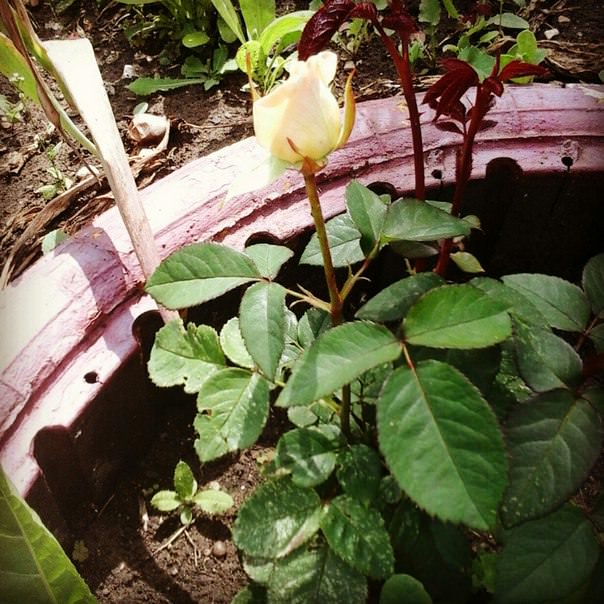 Что за белый налет на стволе смородины