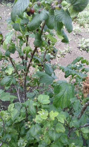 Что за белый налет на стволе смородины